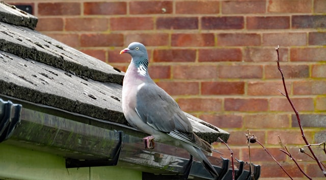 Pigeon on the gutter of a house.
