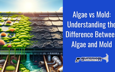 Algae vs Mold: Understanding the Difference Between Algae and Mold
